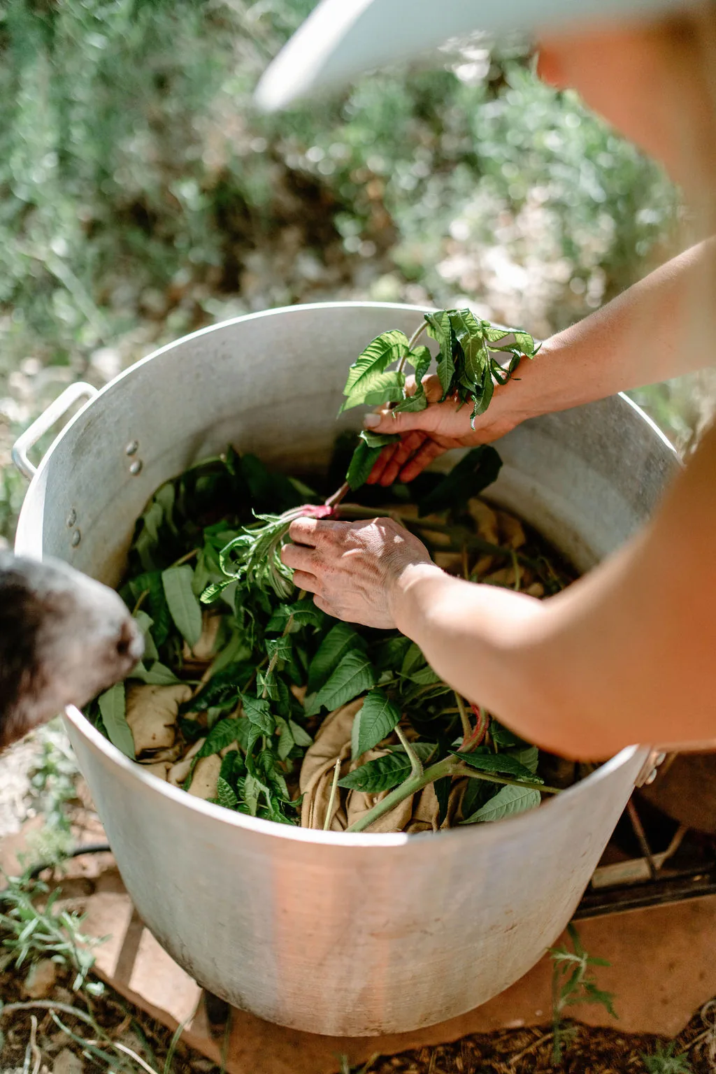 Hands laying fresh dye plants over cloth in a large aluminum pot