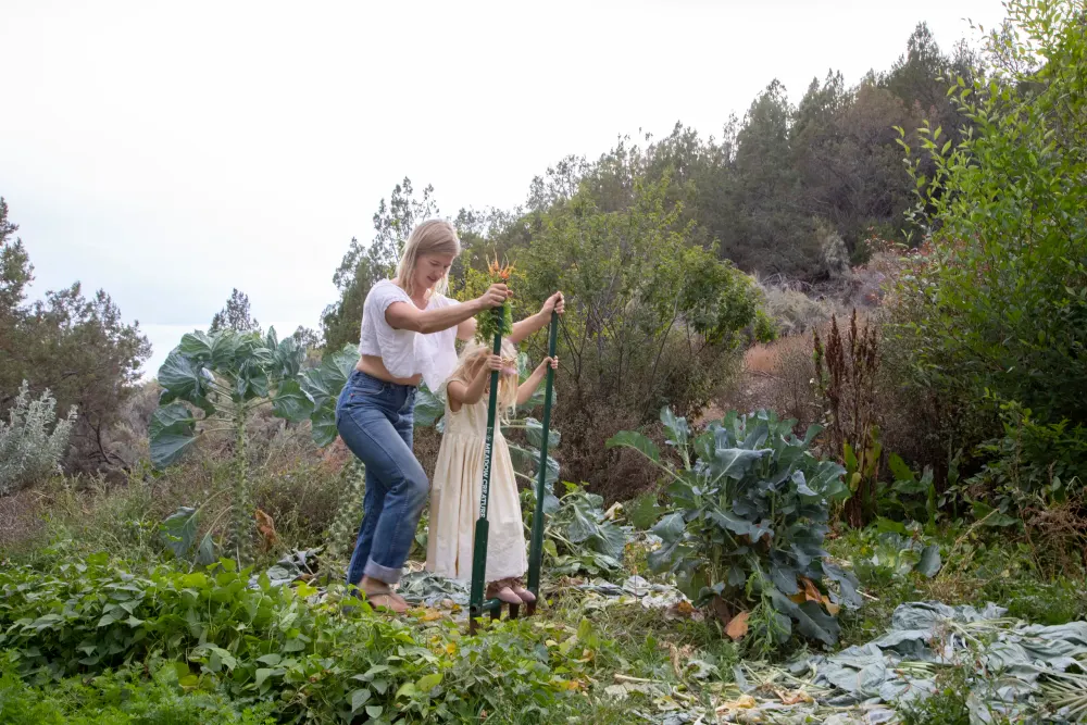 Kate and a young helper pulling fresh carrots with a broadfork in the garden